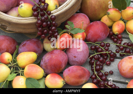 Sélection fraîchement cueillies de fruits cultivés sur place, y compris les pommes, prunes, groseilles rouges et des baies, en Angleterre, Août Banque D'Images