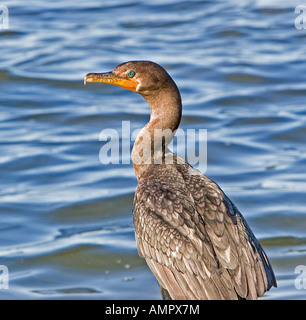 Double-crested Cormorant Phalacrocorax auritus Banque D'Images