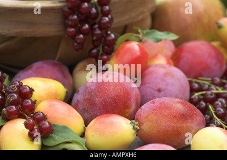 Sélection fraîchement cueillies de fruits cultivés sur place, y compris les pommes, prunes, groseilles rouges et des baies, en Angleterre, Août Banque D'Images