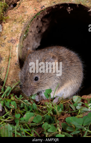 Campagnol à queue courte Microtus agrestis dans la vieille pipe en argile Potton Bedfordshire Banque D'Images