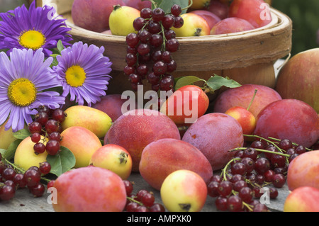 Sélection fraîchement cueillies de fruits cultivés sur place, y compris les pommes, prunes, groseilles rouges et des baies, en Angleterre, Août Banque D'Images