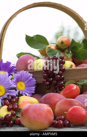 Sélection fraîchement cueillies de fruits cultivés sur place, y compris les pommes, prunes, groseilles rouges et des baies, en Angleterre, Août Banque D'Images