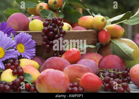 Sélection fraîchement cueillies de fruits cultivés sur place, y compris les pommes, prunes, groseilles rouges et des baies, en Angleterre, Août Banque D'Images