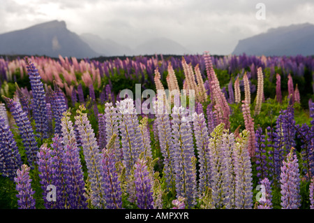 Domaine de Lupin, Lupinus polyphyllus Russell, Eglinton River Valley, Parc National de Fiordland, île du Sud, Nouvelle-Zélande. Banque D'Images