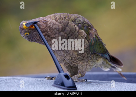 Impertinent Kea, Nestor notabilis, Milford Road, Darran Mountains, Parc National de Fiordland, Fiordland, île du Sud, Nouvelle-Zélande. Banque D'Images