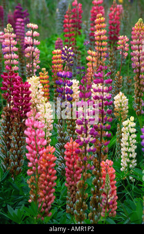 Lupins, Flekkefjord, Norvège Banque D'Images