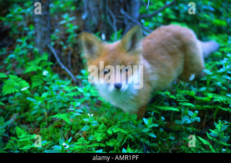 Red Fox, Dividalen, Troms, Norvège Banque D'Images