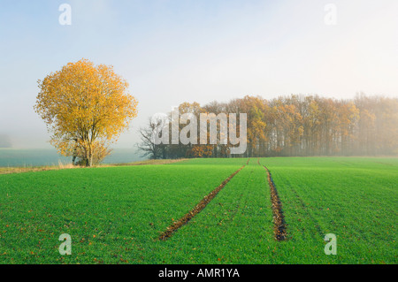 Champ et forêt en automne, Schweinfurt, Bavière, Allemagne Banque D'Images