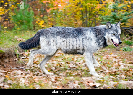 Loup gris Canis lupus Sandstone Pine Comté Minnesota United States 28 Adultes Septembre canidés en captivité Banque D'Images