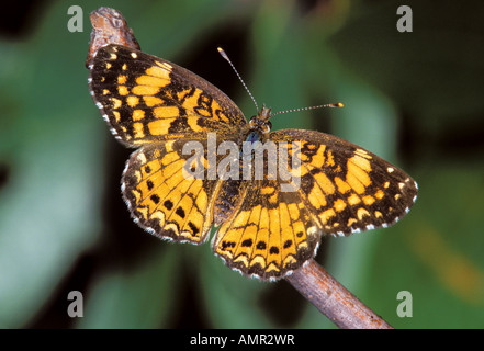 Damier Gorgone Chlosyne gorgone Mont Magazine ARKANSAS USA femelle 1 juillet Nymphalidae Nymphalinae Banque D'Images