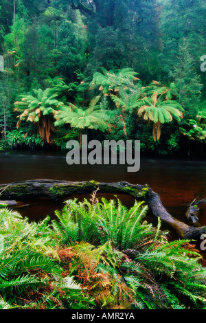 La rivière Styx, Maydena, Tasmanie, Australie Banque D'Images