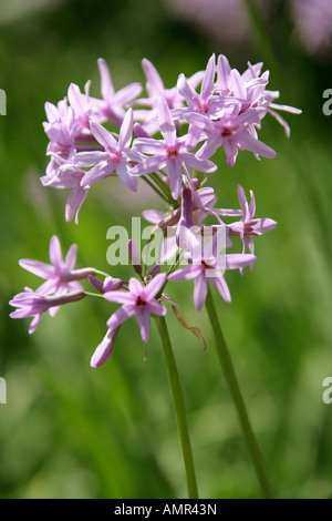 Ail Grass aka Society ail, Tulbaghia ludwigiana, Alliaceae Banque D'Images