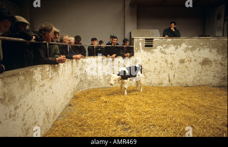 Les agriculteurs en donnant un avis d'experts sur une vente aux enchères de veau Royaume-uni peut-être l'Irlande ou d'Écosse Banque D'Images