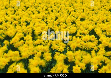 Les jonquilles dans le vent printemps en Angleterre Lincolnshire Spalding GO UK EU Europe Banque D'Images