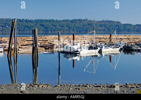 Radeau de billes flottantes canadiennes à Fanny Bay enchaîné et prêt à être remorqué jusqu'à l'usine de pâte avant de les traiter. BCX 0114. Banque D'Images