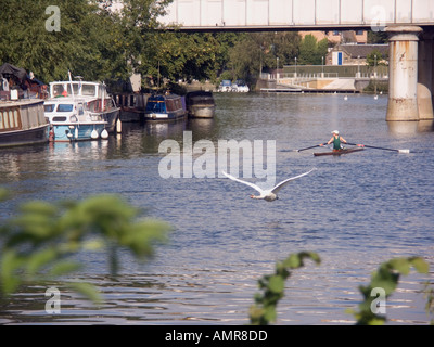 Mute Swan (Cygnus olor), courses et scull sur la Tamise, Staines, Middlesex, England, UK, Banque D'Images