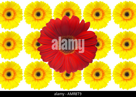 Les Gerberas jaune avec un rouge Gerbera Daisy Banque D'Images