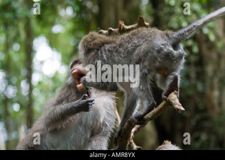 Lutte singe Macaca fascicularis macaque à longue queue Monkey Forest Ubud Bali Indonésie Banque D'Images