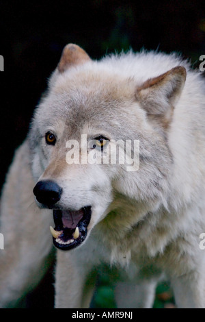 Le Loup, Canis lupus, le loup gris (aka) au Parc Omega à Montebello, Outaouais, Québec, Canada. Banque D'Images