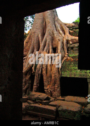 Les racines des arbres au cours de fluage reste non restauré Ta Prohm temple Angkor Cambodge Banque D'Images