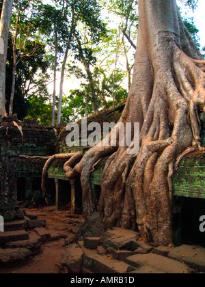 Les racines des arbres au cours de fluage reste non restauré Ta Prohm temple Angkor Cambodge Banque D'Images