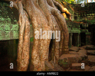 Les racines des arbres au cours de fluage reste non restauré Ta Prohm temple Angkor Cambodge Banque D'Images