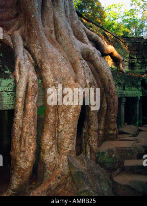 Les racines des arbres au cours de fluage reste non restauré Ta Prohm temple Angkor Cambodge Banque D'Images