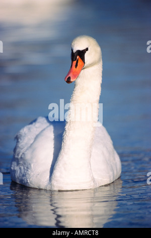 Cygne tuberculé Banque D'Images