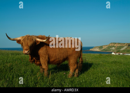 Portrait de highland taureau à Cayton Bay sur la façon Cleveland, Yorkshire, UK Banque D'Images