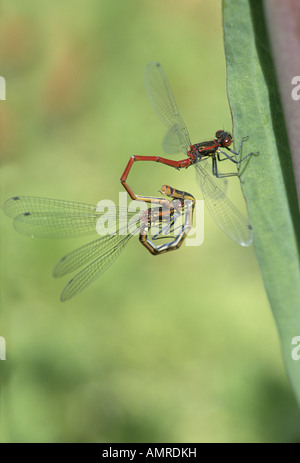 Pyrrhosoms nymphula grande demoiselle rouge sur la végétation au bord de l'accouplement paire Angleterre Norfolk Juin Banque D'Images