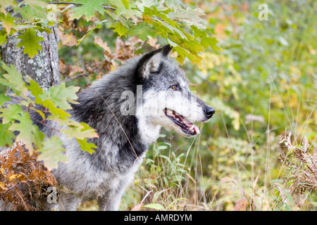 Loup gris Canis lupus Sandstone Pine Comté Minnesota United States 28 Adultes Septembre canidés en captivité Banque D'Images