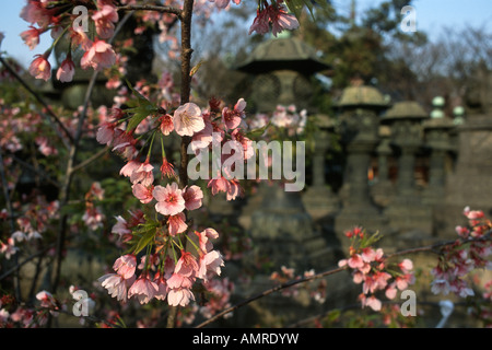 Tokyo Japon Pink cherry blossom à Toshogu à Ueno Park Banque D'Images