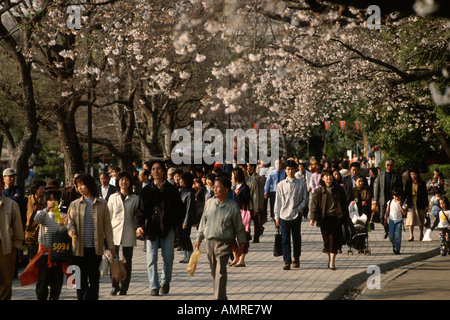 Tokyo Japon Hanami à Ueno Park les habitants participent en grand nombre d'admirer les cerisiers en fleurs au printemps Banque D'Images