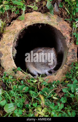 Campagnol à queue courte Microtus agrestis dans la vieille pipe en argile Potton Bedfordshire Banque D'Images