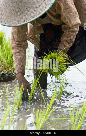 Farmer le repiquage du riz à la main sur le terrain, Ubud, Bali Indonésie Banque D'Images