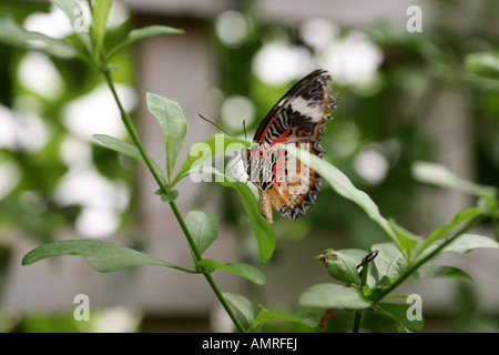 La chrysope (Cethosia biblis rouge) reposant sur la Banque D'Images