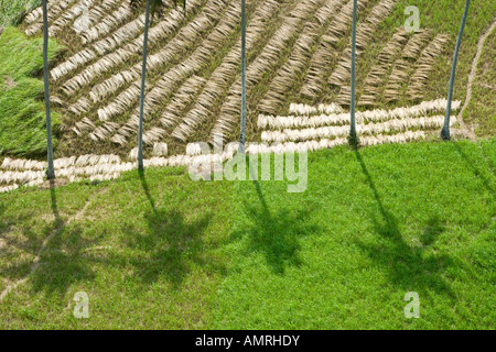 Champ de riz récolté Ubud Bali Indonésie Banque D'Images