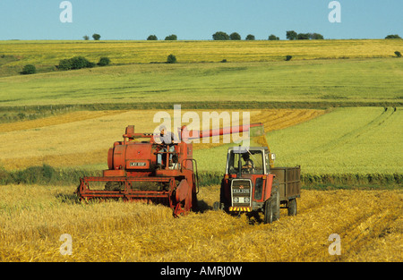 Vieille moissonneuse-batteuse et tracteur Massey Ferguson, la plaine de Salisbury, Wiltshire, Royaume-Uni. Banque D'Images