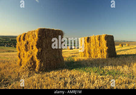 Bottes de paille, la plaine de Salisbury, Wiltshire, Royaume-Uni. Banque D'Images
