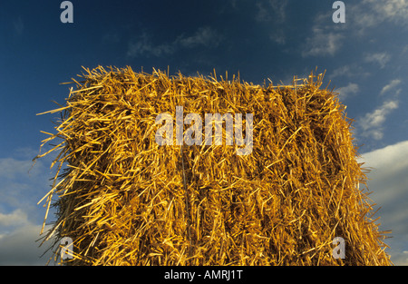 Bottes de paille, la plaine de Salisbury, Wiltshire, Royaume-Uni. Banque D'Images