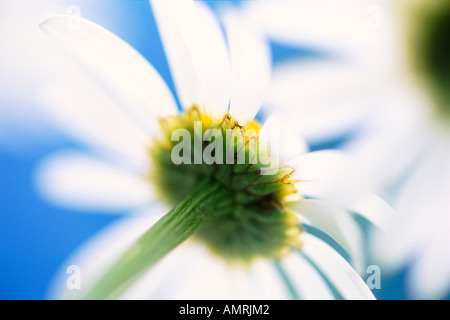 Marguerites Banque D'Images