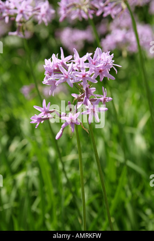 Ail Grass aka Society ail, Tulbaghia ludwigiana, Alliaceae Banque D'Images