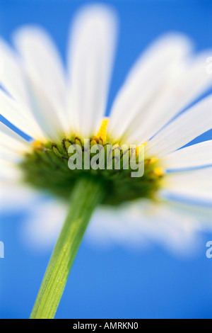 Dessous de Oxeye Daisy Banque D'Images