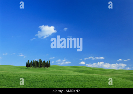 Bosquet de Cyprès dans le champ, Val d'Orcia, Province de Sienne, Toscane, Italie Banque D'Images