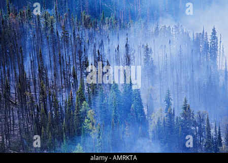 Feu de forêt, British Columbia, canada Banque D'Images