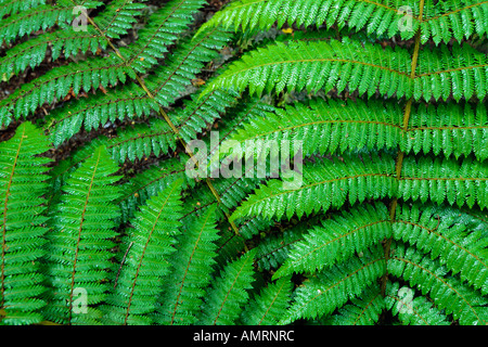 Close Up of Fern Banque D'Images