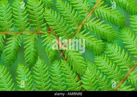 Close Up of Fern Banque D'Images