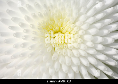 Portrait of English Daisy Banque D'Images