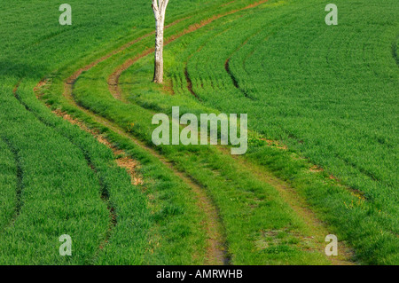 Les voies dans le champ, Baden-Wurttemberg, Allemagne Banque D'Images
