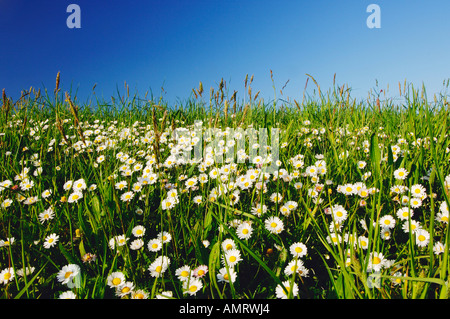 Marguerites dans Badem-Wurttemberg Meadow, Lac de Constance, Allemagne Banque D'Images